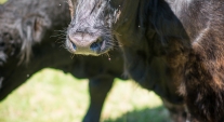 One of the cows at Triple Care Farm